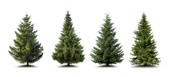 Cost of Pine Tree Trimming in Sandpoint