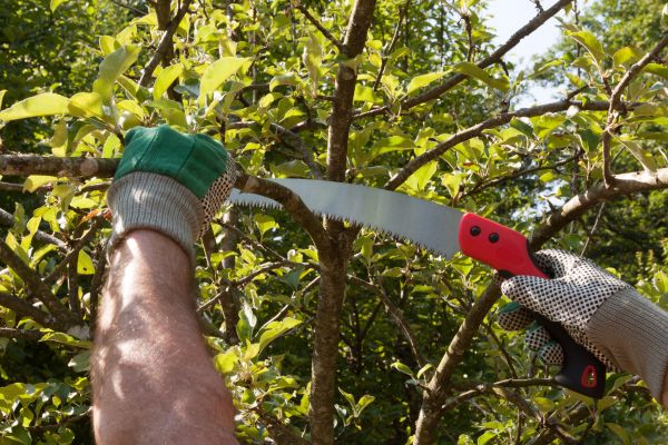 Apple Tree Trimming in Sandpoint