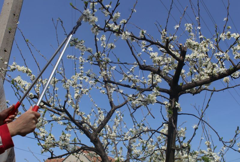 Pear Tree Pruning